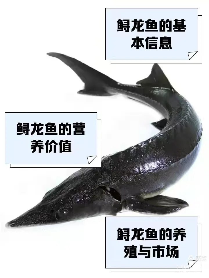 生態(tài)鱘龍魚(yú)價(jià)格