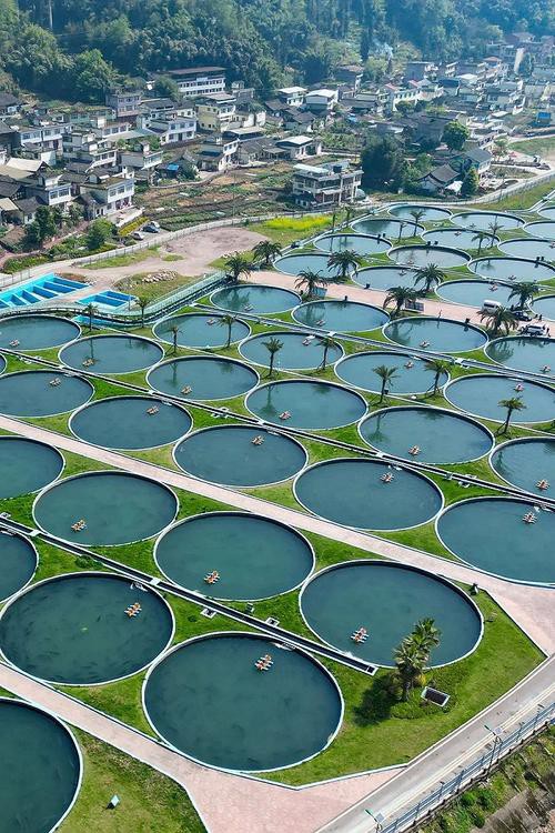 生態(tài)鱘龍魚(yú)價(jià)格