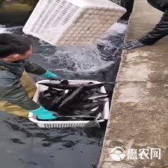 生態(tài)鱘龍魚(yú)價(jià)格