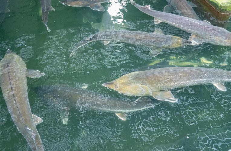 生態(tài)鱘龍魚(yú)價(jià)格