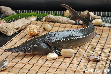 生態(tài)鱘龍魚(yú)價(jià)格