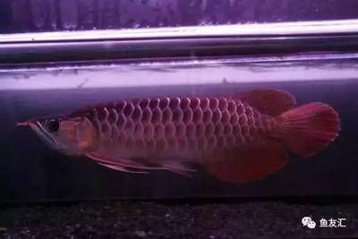 龍魚一般多大發(fā)色最好：龍魚發(fā)色與水質(zhì)關系探究,如何創(chuàng)造適合龍魚發(fā)色的環(huán)境