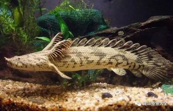 虎紋恐龍魚能長多大圖片視頻