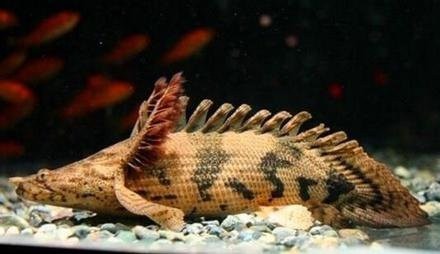 虎紋恐龍魚能長多大圖片視頻