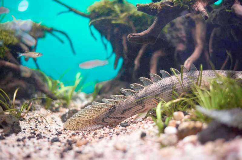 虎紋恐龍魚能長多大圖片視頻