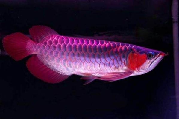 養龍魚用什么底色好：養龍魚時，選擇合適的底色和整體觀賞效果有著重要的影響