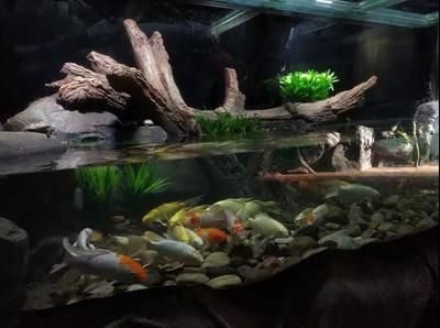 巨骨舌魚批發：巨骨舌魚的養殖技術