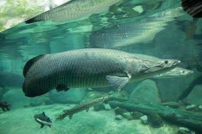 巨骨舌魚批發：巨骨舌魚的養殖技術