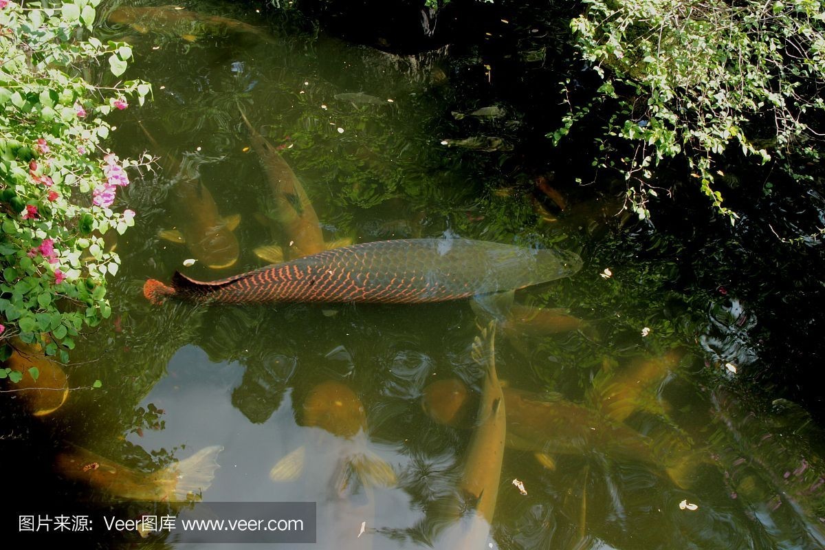 巨骨舌魚批發：巨骨舌魚的養殖技術