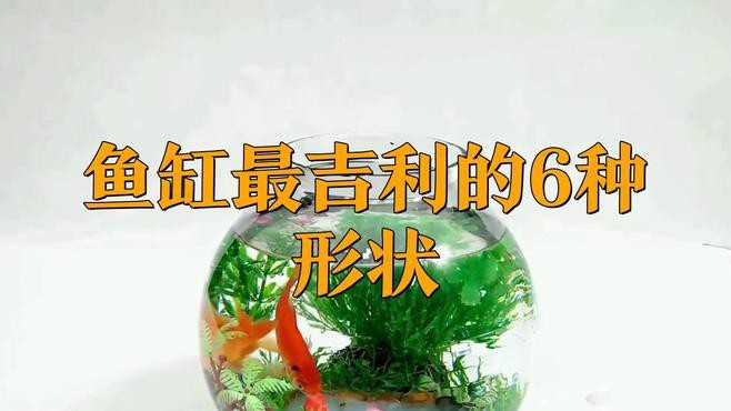 屬龍人養(yǎng)魚的最佳魚缸形狀是什么？