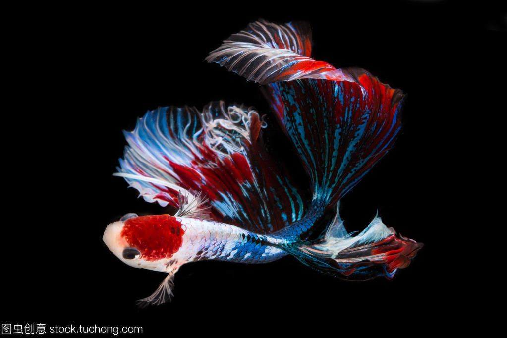 龍魚缸黑底黑背景視頻：如何拍攝龍魚缸高清視頻