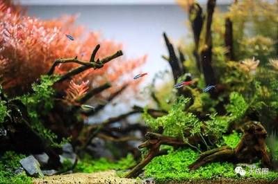 一米魚缸造景圖片