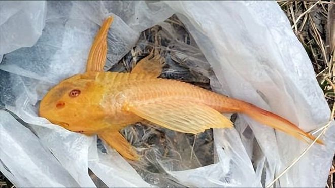 金龍魚好養(yǎng)活嗎怎么養(yǎng)（金龍魚養(yǎng)殖需要注意水溫、水質(zhì)、喂食、環(huán)境穩(wěn)定性和疾病預防）