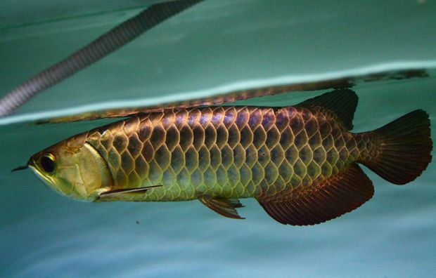 金龍魚好養(yǎng)活嗎怎么養(yǎng)（金龍魚養(yǎng)殖需要注意水溫、水質(zhì)、喂食、環(huán)境穩(wěn)定性和疾病預防）