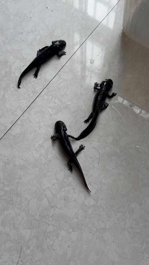 恐龍魚的圖片才能長出來嗎