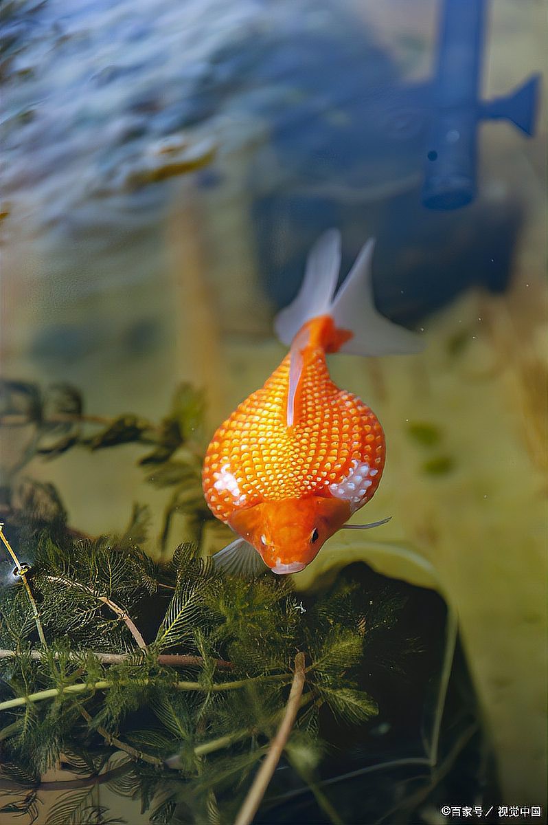 六角恐龍魚(yú)需要什么樣的過(guò)濾系統(tǒng)？