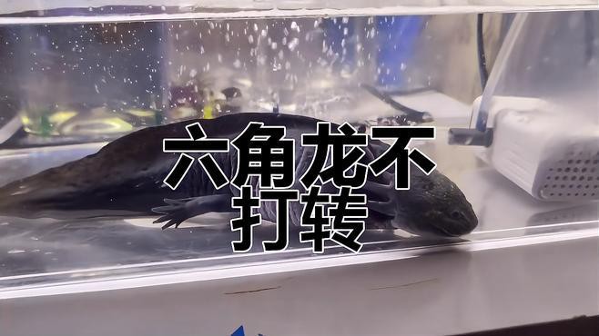 六角恐龍魚(yú)需要什么樣的過(guò)濾系統(tǒng)？