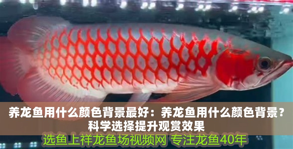 養(yǎng)龍魚用什么顏色背景最好：養(yǎng)龍魚用什么顏色背景？科學(xué)選擇提升觀賞效果