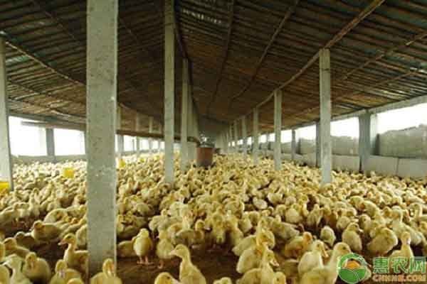 熱帶淡水觀賞魚有哪些品種（ 熱帶淡水魚觀賞魚圖片及名稱）