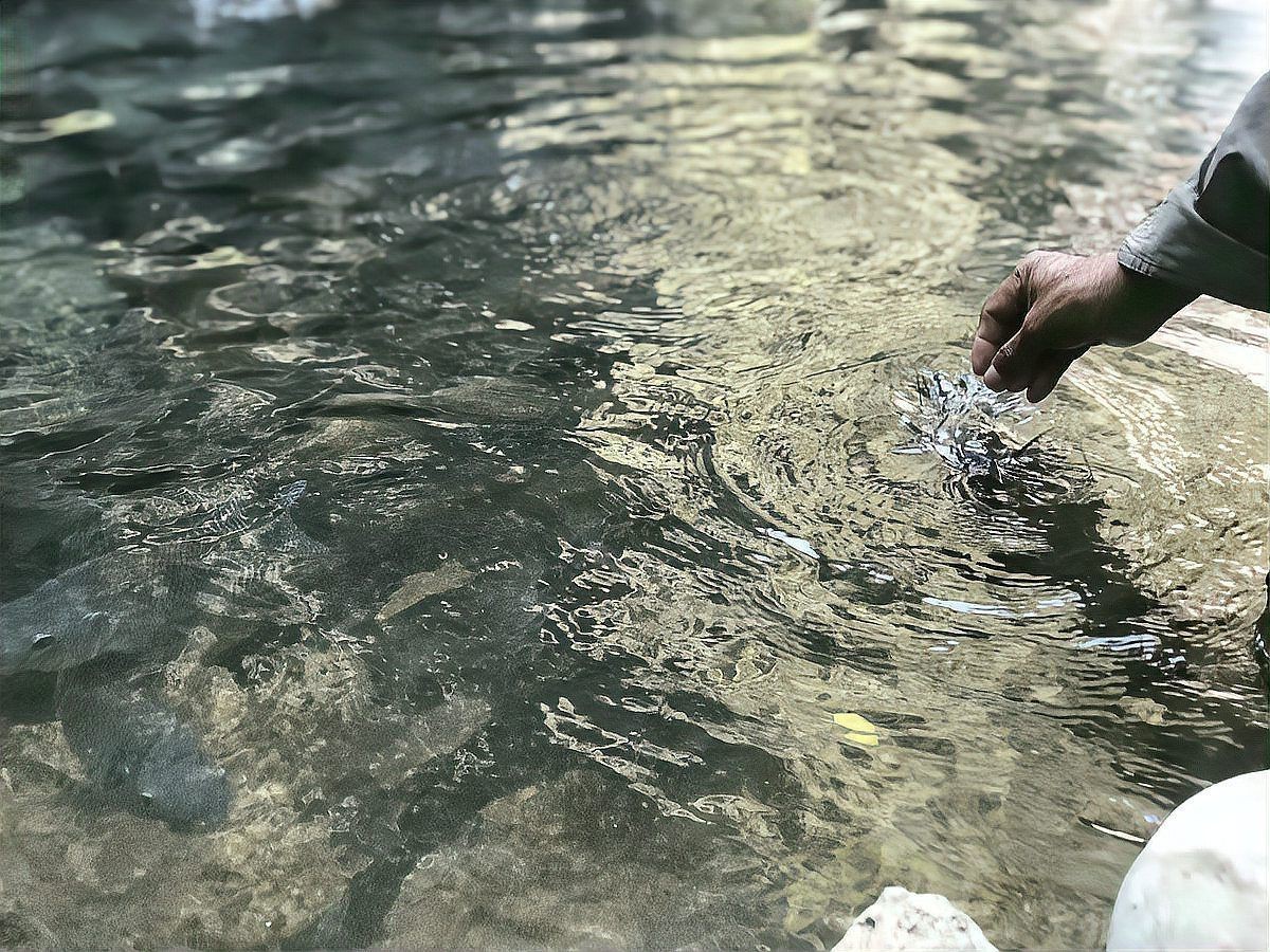 海西蒙古族藏族自治州魚缸維護，海西州高原魚缸生態維護指南 海西蒙古族藏族自治州魚缸維護，海西州高原魚缸生態維護指南 全國水族館企業名錄 第4張