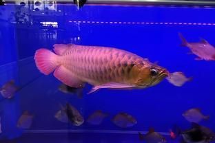 熱帶魚的魚缸里可以養吊蘭嗎？，吊蘭在魚缸養護的常見問題
