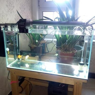 熱帶魚的魚缸里可以養吊蘭嗎？，吊蘭在魚缸養護的常見問題