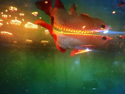 魚缸里的加熱棒耗電嗎怎么辦（ 魚缸加熱棒到底費電嗎）