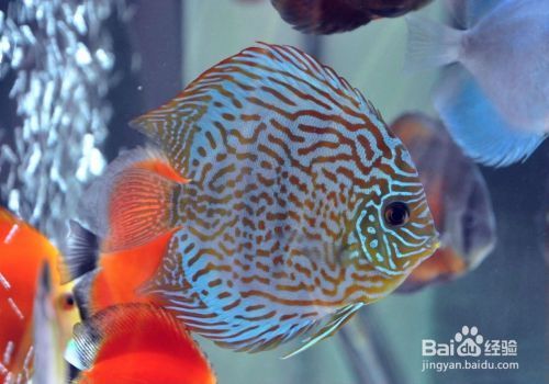 金龍魚如何發色快一點圖片(金龍魚怎么發色成金黃)