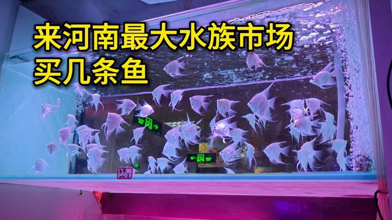衛輝水族店【衛輝市有哪些稀有觀賞魚】