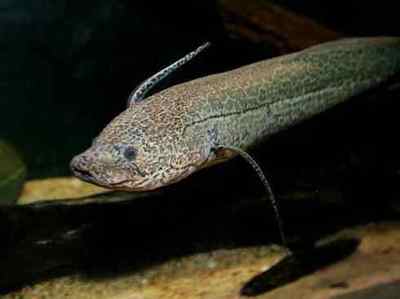 招財貓魚吃龍魚視頻大全 招財貓魚吃龍魚視頻大全播放