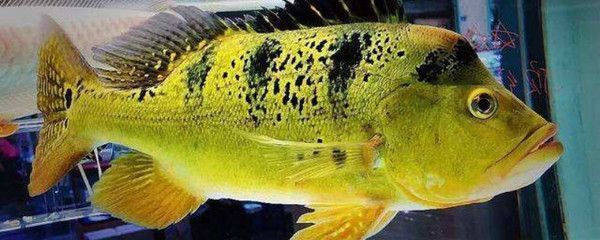 有點像金龍魚的魚叫什么：探秘有點像金龍魚的魚，水中的奇妙近親