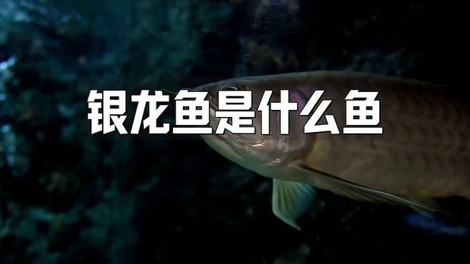 龍魚檢疫期間需要喂食嗎