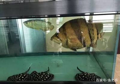 25厘米的龍魚(yú)配多大的虎魚(yú)好養(yǎng)：虎魚(yú)和虎魚(yú)的飼養(yǎng)注意事項(xiàng)