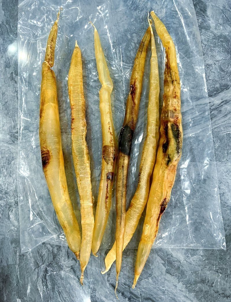 正宗金龍魚膠絲多少錢一克