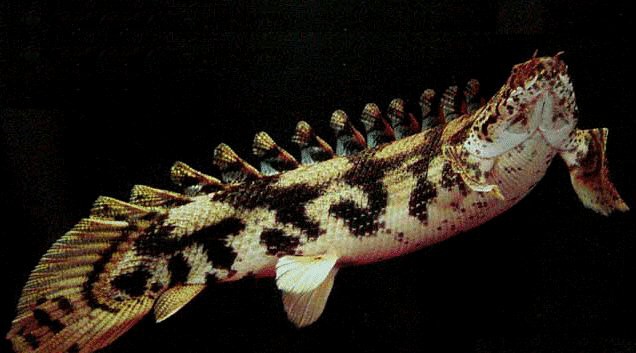 藍(lán)鯊能和恐龍魚混養(yǎng)嗎圖片