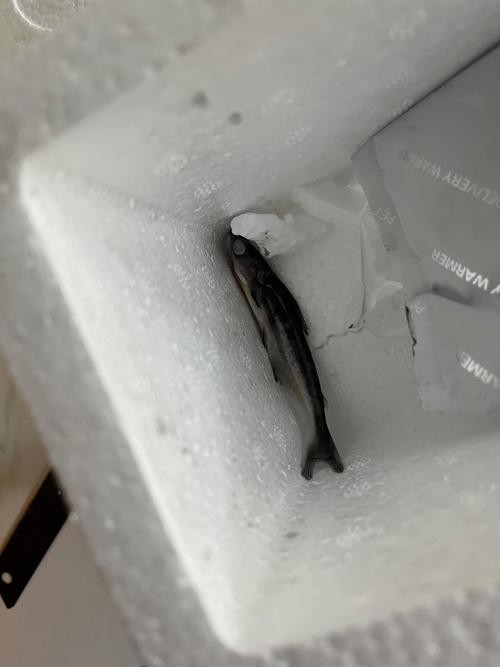 藍(lán)鯊能和恐龍魚混養(yǎng)嗎圖片