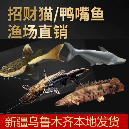 藍(lán)鯊能和恐龍魚混養(yǎng)嗎圖片