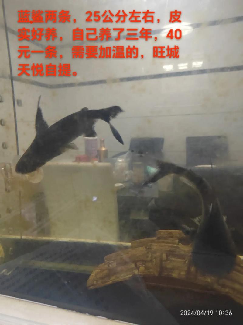 藍(lán)鯊能和恐龍魚混養(yǎng)嗎圖片