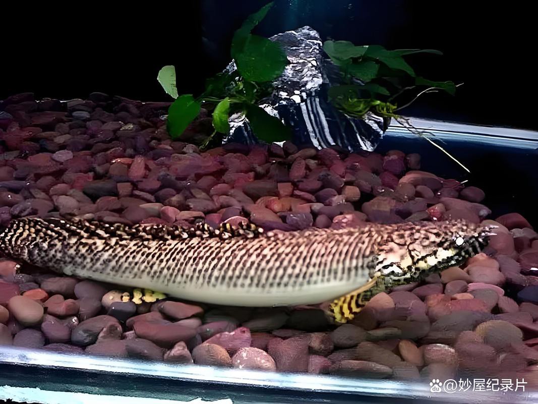 藍(lán)鯊能和恐龍魚混養(yǎng)嗎圖片