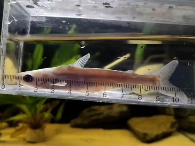 藍(lán)鯊能和恐龍魚混養(yǎng)嗎圖片