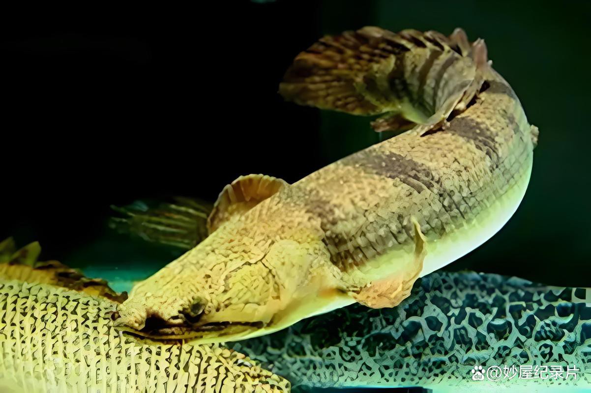 藍(lán)鯊能和恐龍魚混養(yǎng)嗎圖片