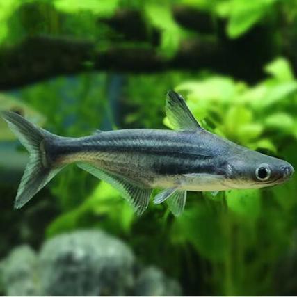 藍(lán)鯊能和恐龍魚混養(yǎng)嗎圖片