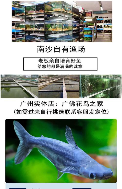 藍(lán)鯊能和恐龍魚混養(yǎng)嗎圖片