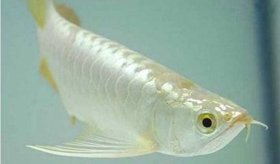 白龍魚是什么顏色的：\"白龍魚\"可能是指某種魚類的俗稱