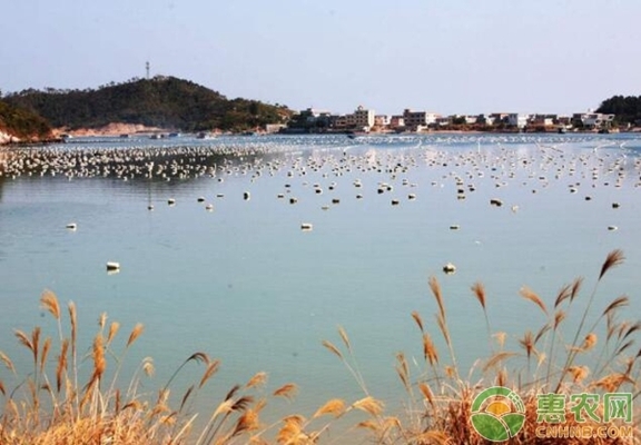 龍魚莫名其妙撞缸怎么回事啊視頻 （龍魚莫名其妙撞缸怎么回事啊視頻講解）