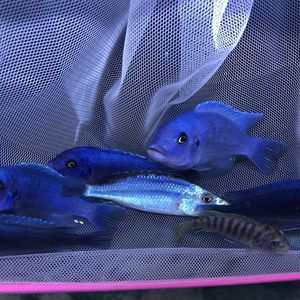 伊巴卡魚和龍魚混養(yǎng)好嗎：p伊巴卡魚和龍魚混養(yǎng)的注意事項(xiàng)