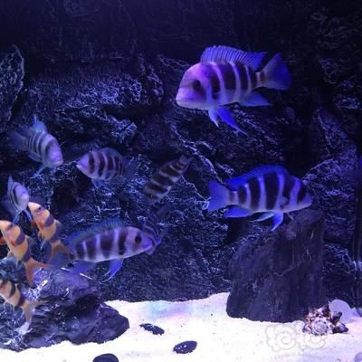 伊巴卡魚和龍魚混養(yǎng)好嗎：p伊巴卡魚和龍魚混養(yǎng)的注意事項(xiàng)