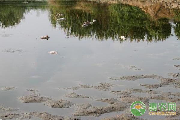 有哪些中草藥可以治療細菌性魚病？，中草藥防治魚病的32種中藥你都知道嗎