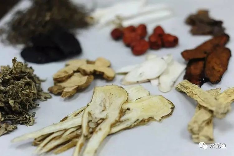 有哪些中草藥可以治療細菌性魚病？，中草藥防治魚病的32種中藥你都知道嗎