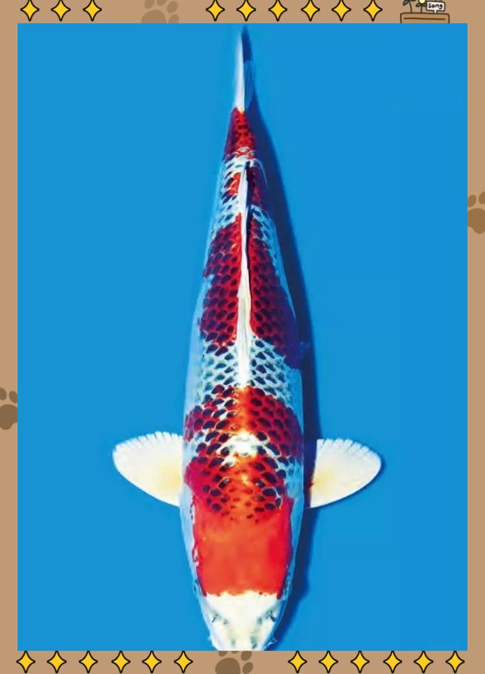 有哪些中草藥可以治療細菌性魚病？，中草藥防治魚病的32種中藥你都知道嗎